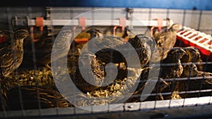 A Manchurian Quails in cages at home farm during feeding. Concept of animal husbandry or livestock.