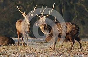 Manchurian Sika Deer Cervus nippon mantchuricus at first light on a frosty cold morning.