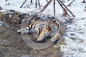 Manchurian Tiger in Snow