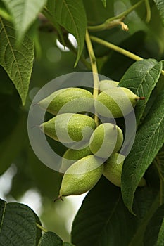 Manchurian walnut