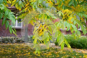 Manchurian walnut branches