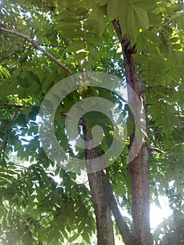 Manchurian walnut tree with green leaves and fruit against the sky