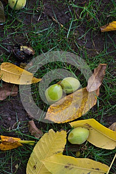 Manchurian walnuts and leaves