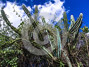 Mandacaru plant in field