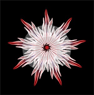 Mandala illustration  white and red photo