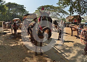 Mandalay Oe Toke Tan pony cart taxi