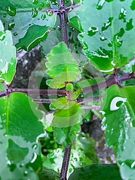 mandar leaf or BRYOPHYLLUM with water drops after rain photo
