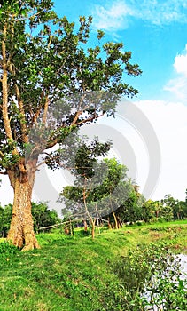 A Mandar Tree