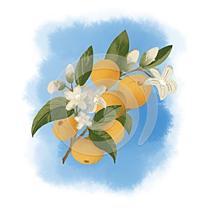 Mandarin on a branch with a watercolor style, blooming tangerine, juicy fruits.