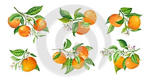 Mandarin Branches Vector Illustration. Botanical Vintage Fruits, Flowers and Leaves hand drawn in Watercolor Style photo