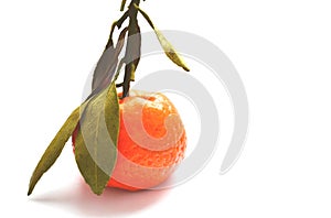 Mandarin, citrus fruit on white background in nostalgic colors