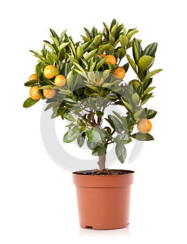 Mandarin citrus plant