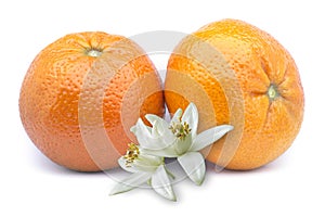 Mandarin (Citrus reticulata), Rutaceae. Also known as tangerines or clementines. Fruit leaves flowers photo