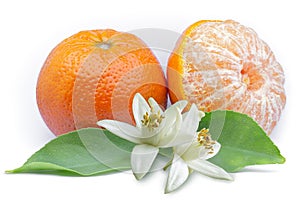 Mandarin (Citrus reticulata), Rutaceae. Also known as tangerines or clementines. Fruit leaves flowers photo