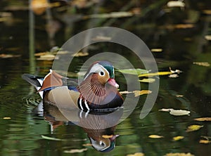 Mandarin duck