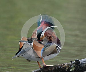 Mandarin duck