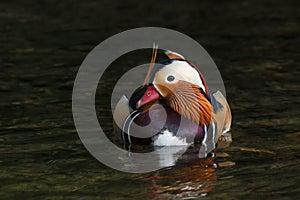 A Mandarin duck