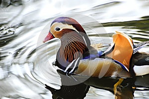 Mandarin duck