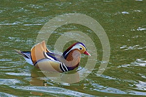 Mandarin duck