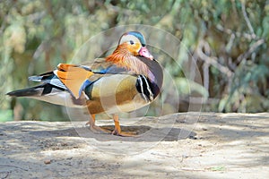 Mandarin duck