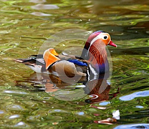 Mandarin Duck