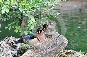 Mandarin Duck