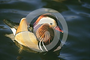 Mandarin duck