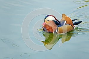 Mandarin duck