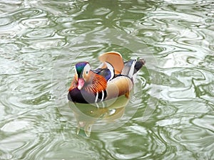 Mandarin duck