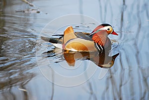 Mandarin duck