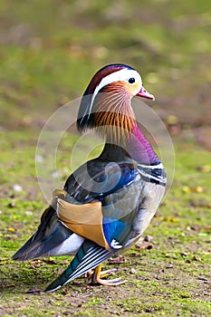 Mandarin duck photo