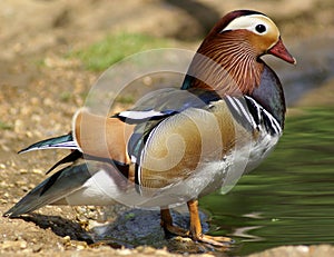 Mandarin Duck