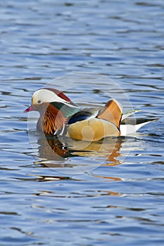 Mandarin duck