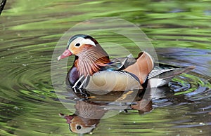 Mandarin duck.