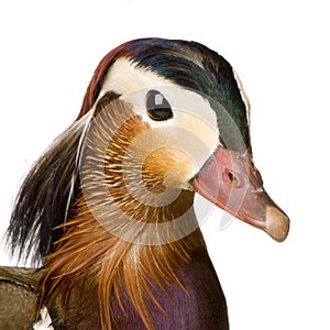 Mandarin Duck