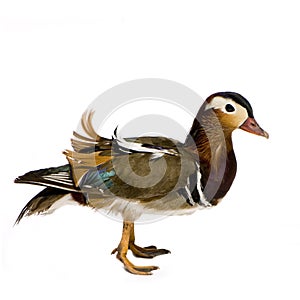 Mandarin Duck