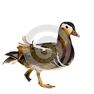 Mandarin Duck