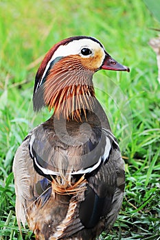 Mandarin duck