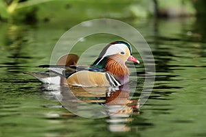 Mandarin duck.