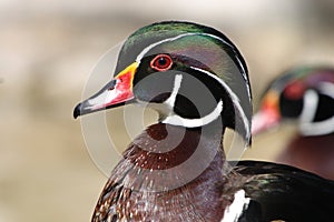 Mandarin Duck