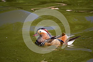 Mandarin duck