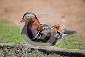 Mandarin duck