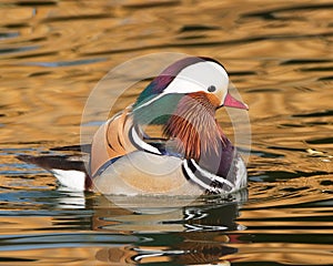 Mandarin Duck