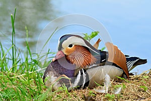 Mandarin duck