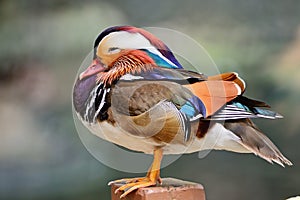 Mandarin Duck