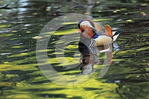 Mandarin duck