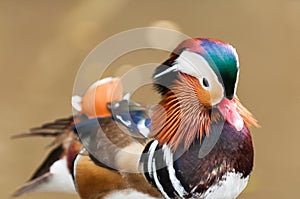 Mandarin Duck