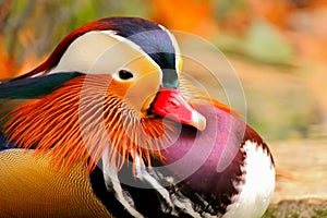 Mandarin Duck