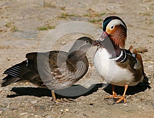 MANDARIN DUCK