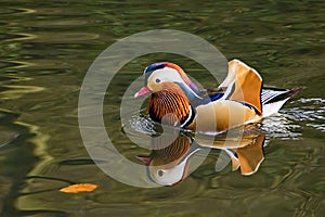 Mandarin Duck